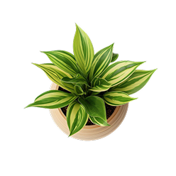 Decorative plant